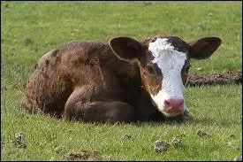 Quelle est la femelle du taureau ?