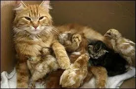 Quelle est la femelle du chat ?