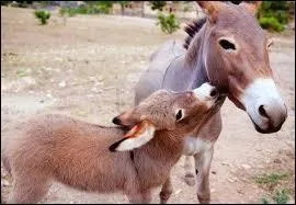 Quelle est la femelle de l'ne ?