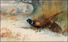 Quelle est la femelle du faisan ?