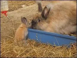 Quelle est la femelle du lapin ?