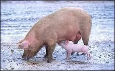 Quelle est la femelle du porc ?