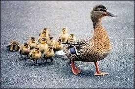 Quelle est la femelle du canard ?