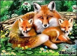 Quelle est la femelle du renard ?