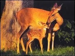 Quelle est la femelle du cerf ?