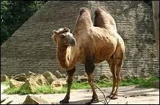 Quelle est la femelle du chameau ?