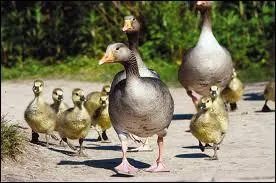 Quelle est la femelle du jars ?