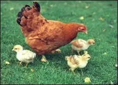 Quelle est la femelle du coq ?