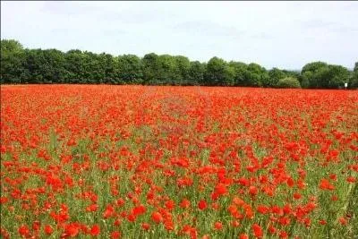 Un peu partout en France, c'est un champ de ...