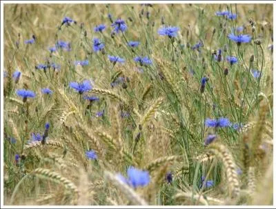 Signe de culture non pollue par les pesticides, au milieu des crales, c'est un champ de ...