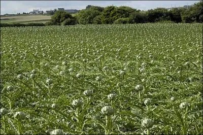 En Bretagne, c'est un champ de ...