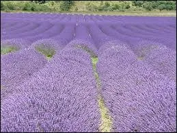 En Provence, c'est un champ de ...