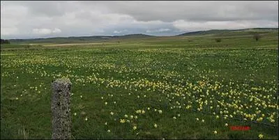 Sur les plateaux du Larzac, c'est un champ de ...