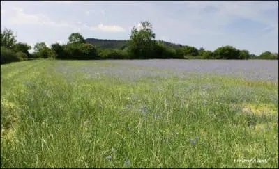 En Auvergne, c'est un champ de ...