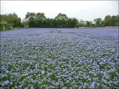 Dans le pays de Caux, c'est un champ de ...