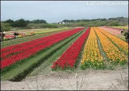 En Bretagne, c'est un champ de ...
