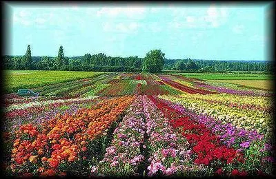 Dans le Pays de la Loire, c'est un champ de ...