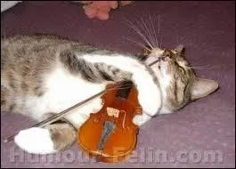 Violon, nous sommes félins pour l'autre ! Si 4 musiciens font 4 musiques en 4 jours, combien y aura-t-il de musiques en 8 jours avec 8 musiciens ?