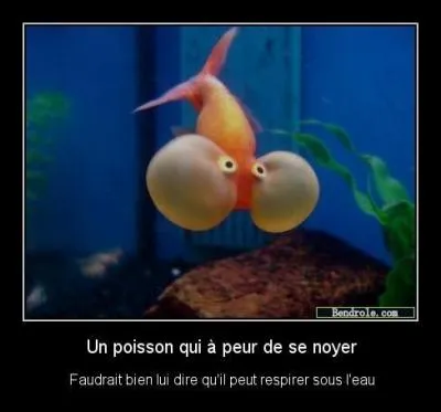 Ce poisson vit de bêtises et d'eau fraiche ! À propos de l'eau, un nénuphar dans un lac double de volume chaque jour. Après 10 jours, il a rempli la moitié du lac. Au total, pour remplir tout le lac, il lui faudra :