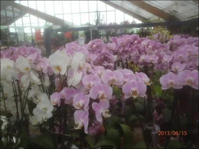 Proprit qu'ont certains corps d'mettre de la lumire !