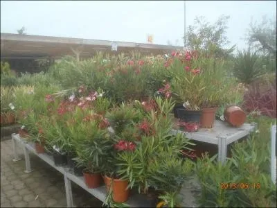 Oiseau blanc ou rose, que l'on voit beaucoup en Camargue !