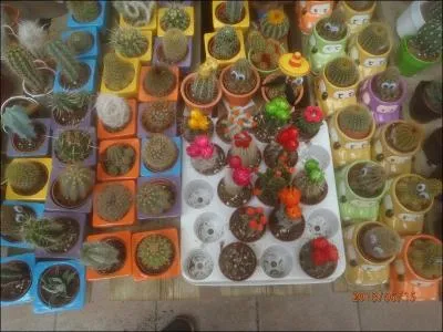 Elle peut tre de poitrine !