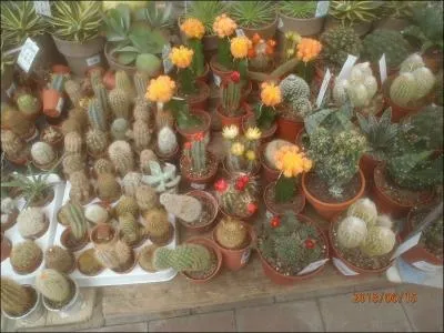 Graminace des prs, provoque des allergies respiratoires chez certaines ou certains !