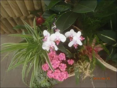 Instrument  vent, de la famille des fltes  bec !