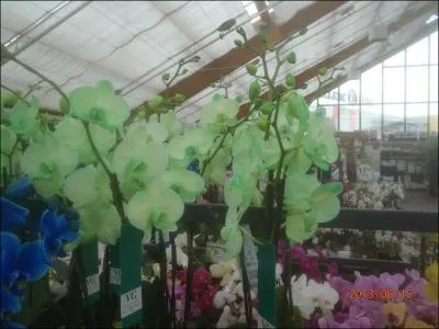 Qui a perdu de sa vigueur !