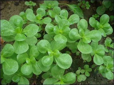 Quelle est cette salade, dite   de pauvre  ?