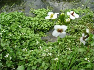 Comment se nomme cette salade, qui pousse dans l'eau ?