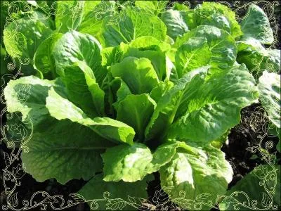 Quel est le nom de cette salade, homonyme d'une habitante de capitale italienne ?