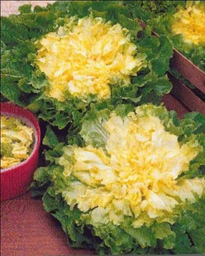 Quelle est cette salade, de la grande famille de la question 1 ?