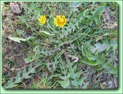Comment se nomme cette salade, nomme aussi  dent de lion  ?