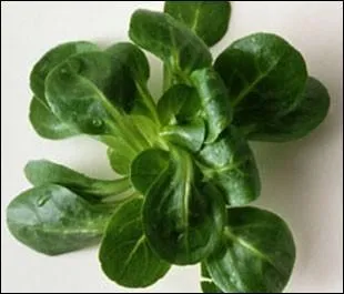 Quel est le nom de cette salade, cultive en masse dans la rgion nantaise ?