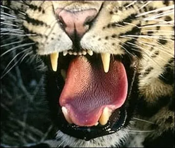  Le Singe avec ------ Gagnaient de l'argent  la foire Ils affichaient chacun  part. L'un d'eux disait : Messieurs, mon mrite et ma gloire Sont connus en bon lieu . Quel est ce flin au pelage tachet de rosettes ?