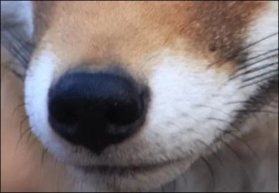  Sur la branche d'un arbre tait en sentinelle Un vieux Coq adroit et matois. Frre, dit un ------ adoucissant sa voix, Nous ne sommes plus en querelle : Paix gnrale cette fois .