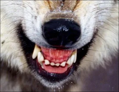  Serviteur au portier, Dit-il ; et de courir. Il tait fort agile ; Mais il n'tait pas fort habile : Ce ------ ne savait pas encor bien son mtier . Qui montre les dents ?