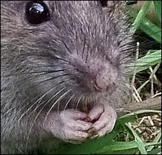  J'ai lu, chez un conteur de fables, Qu'un second Rodilard, l'Alexandre des Chats, L'Attila, le flau des ------, Rendait ces derniers misrables . De quel museau moustachu s'agit-il ?