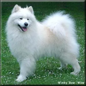 Quelle est cette race de chien ?