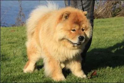 Quelle est cette race de chien ?