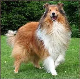 Quelle est cette race de chien ?