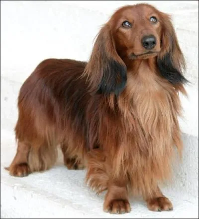 Quelle est cette race de chien ?