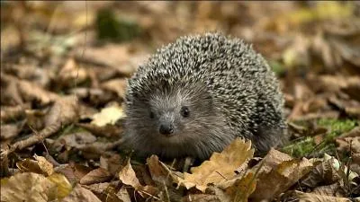 Cet animal fait rfrence  ... .