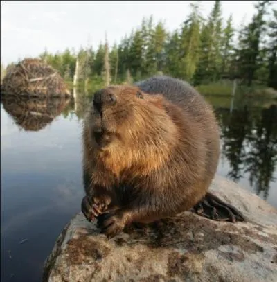 Cet animal fait rfrence  ... .