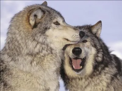 Cet animal fait rfrence  ... .