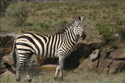 Cet animal fait rfrence  ... .