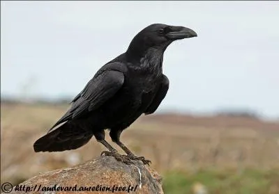 Cet animal fait rfrence  ... .