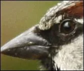 "Le Chat était souvent agacé par l'Oiseau : L'un s'escrimait du bec, l'autre jouait des pattes. Ce dernier toutefois épargnait son ami". 
Cependant qui devra souffrir d'un revirement de situation ? Il fut croqué !