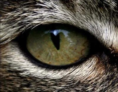 "Le ------ de grand matin Sort pour aller chercher sa proie. Les derniers traits de l'ombre empêchent qu'il ne voie Le filet ; il y tombe, en danger de mourir".